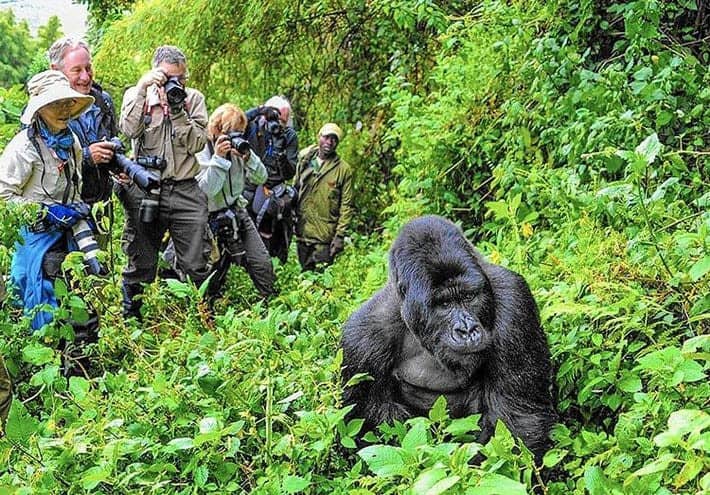 Potential TikTokers taking photos of a mountain gorilla, another Uganda Travel Tip