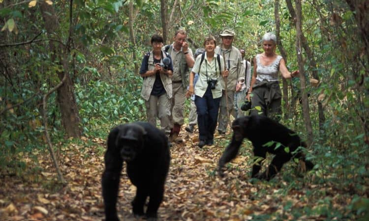 Chimpanzee tracking at Kyambura Gorge