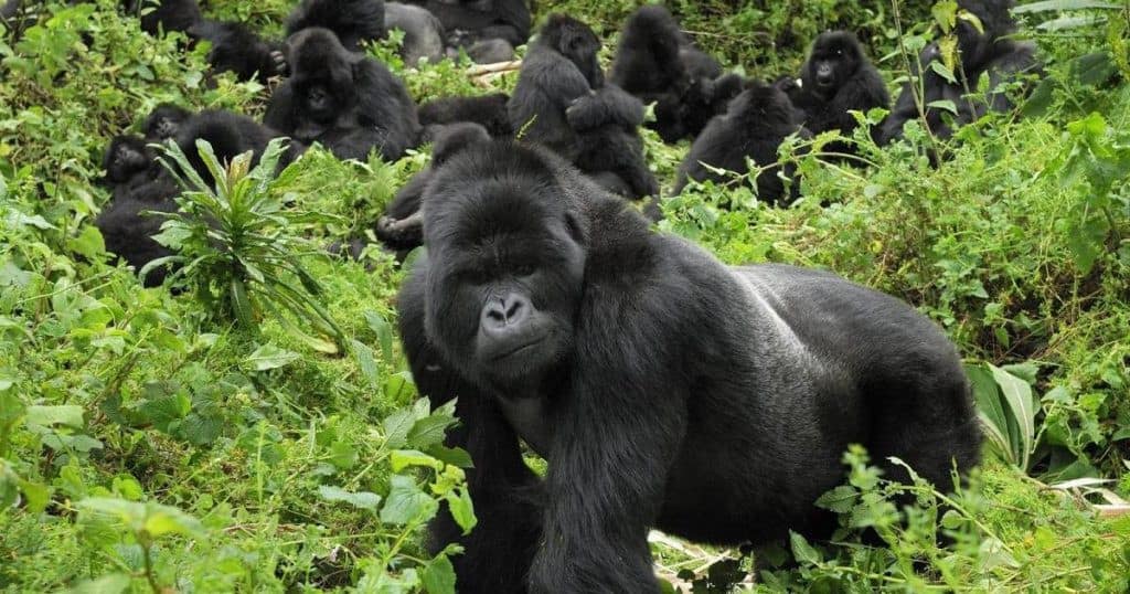 Gorilla Tracking in Bwindi NP - Romantic getaway ideas