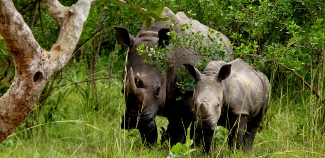 A photo of Rhino at Zziwa Rhino Sanctuary
