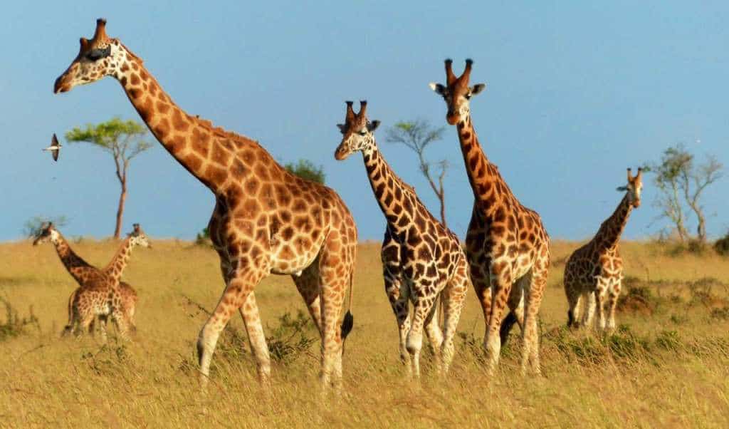 A photo of giraffes in Murchison falls NP